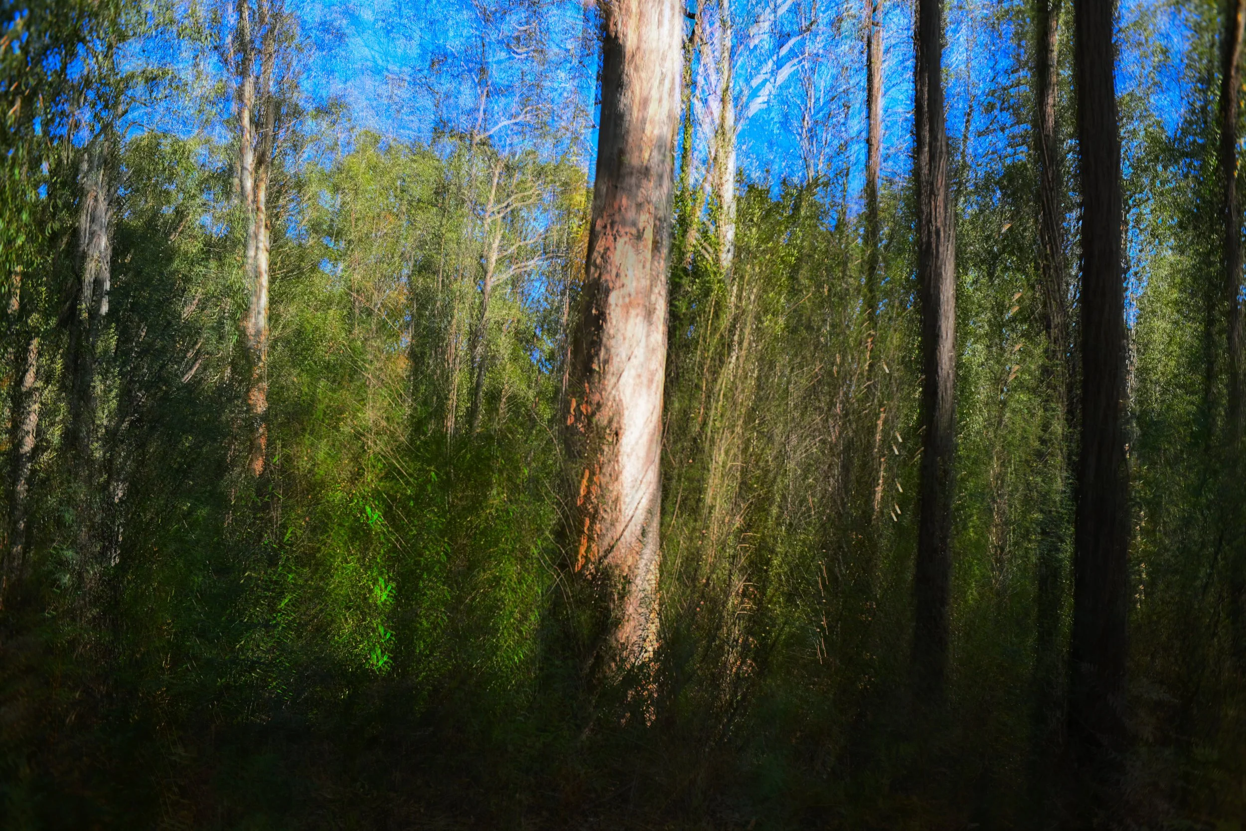 Echoes In The Bush