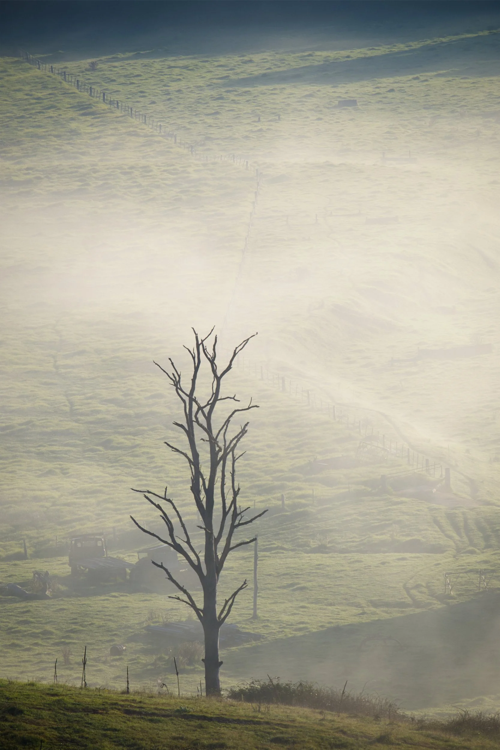 Lone Tree in The Fog - Buchan