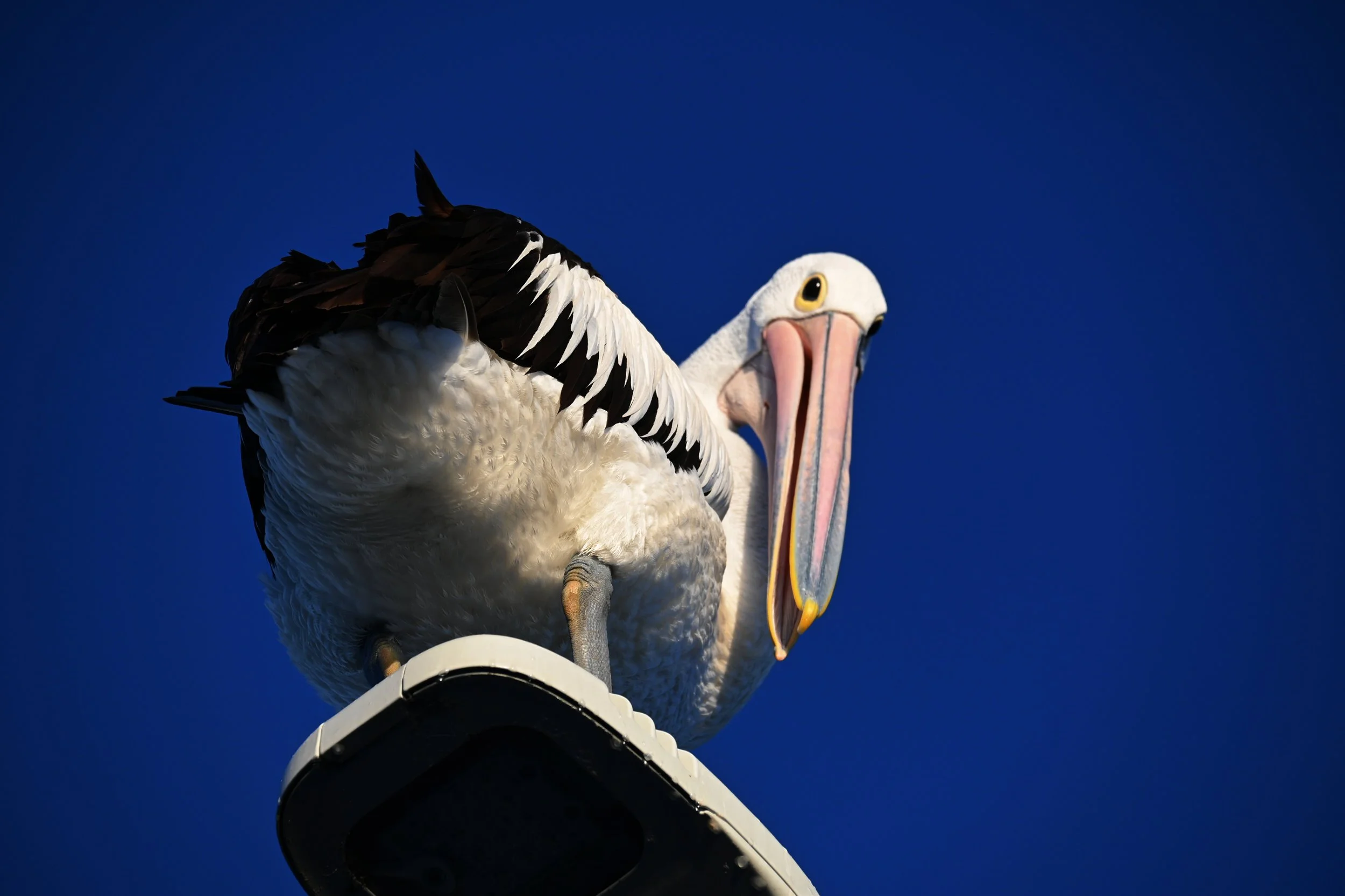 Pelican Butt