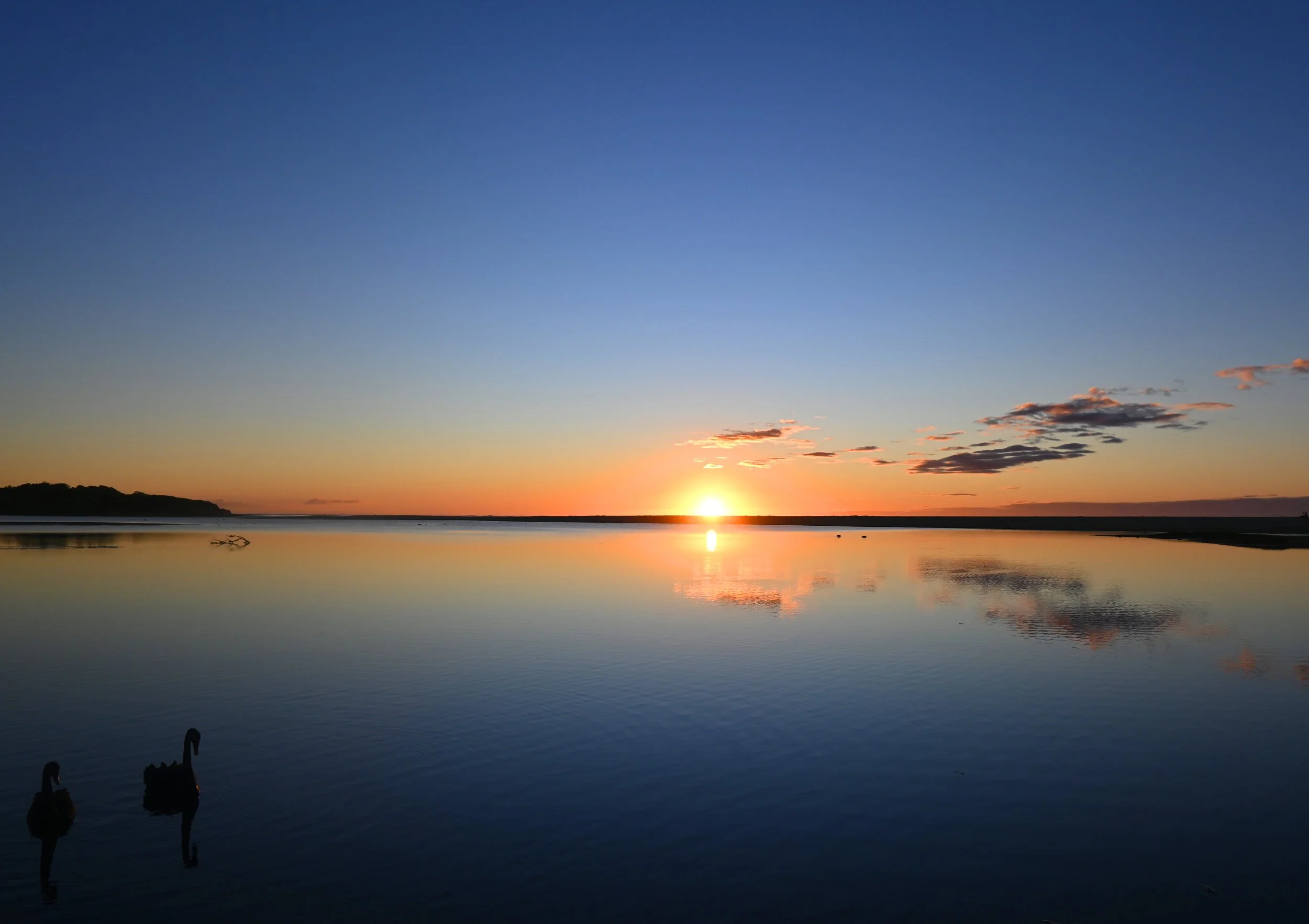 Black Swan Sunrise at Lake Tyers