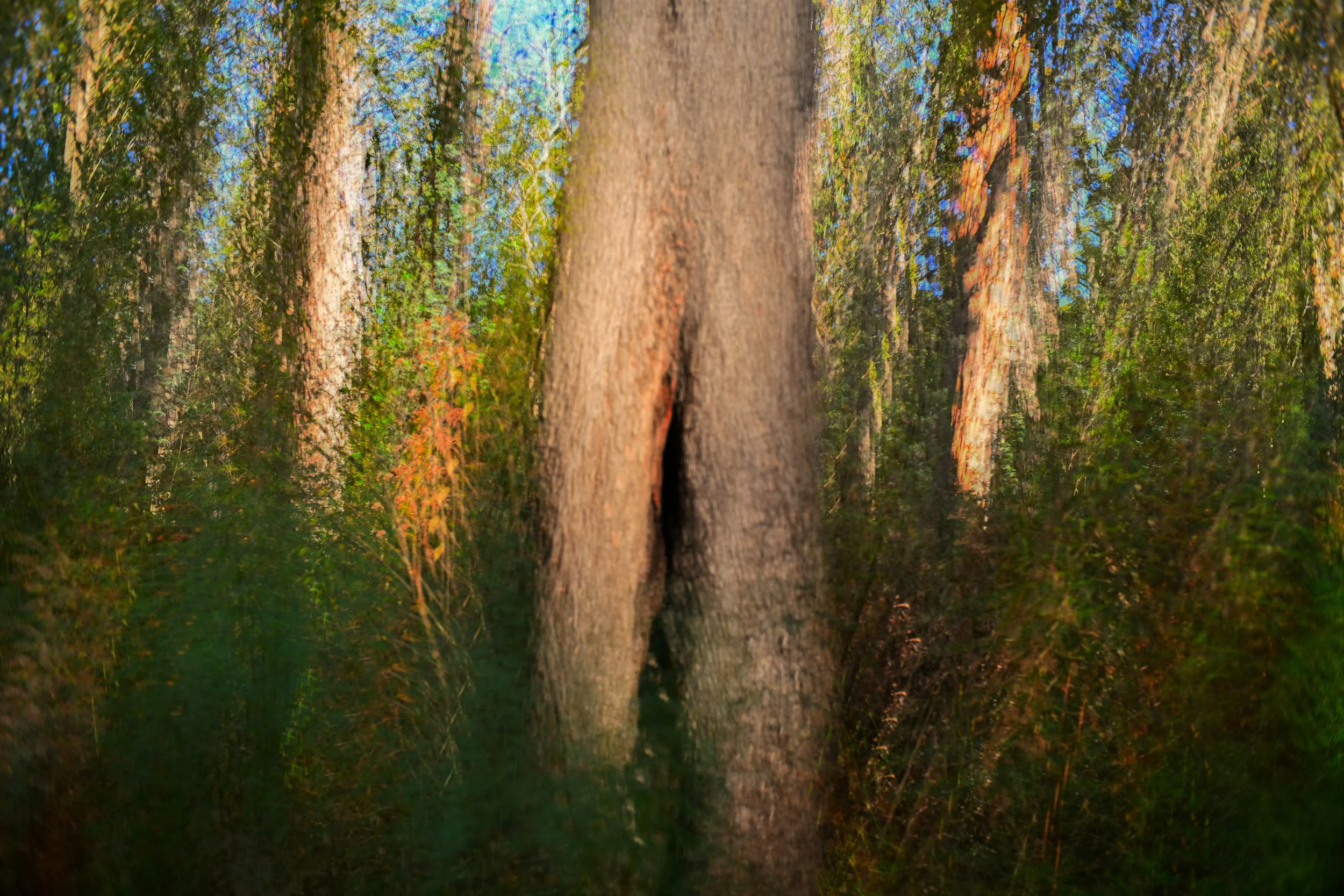 The Painted Forest