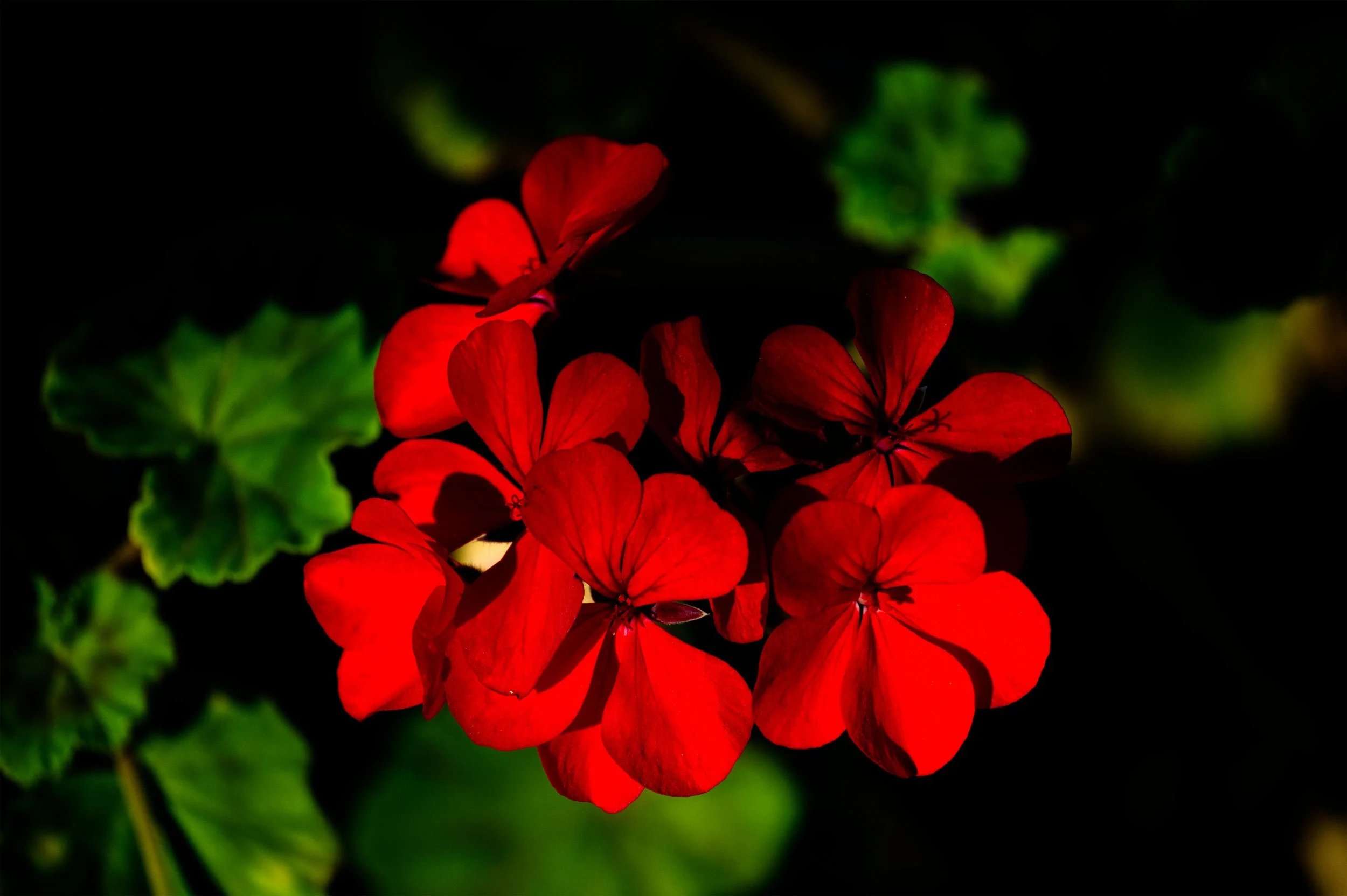 Red Geranium