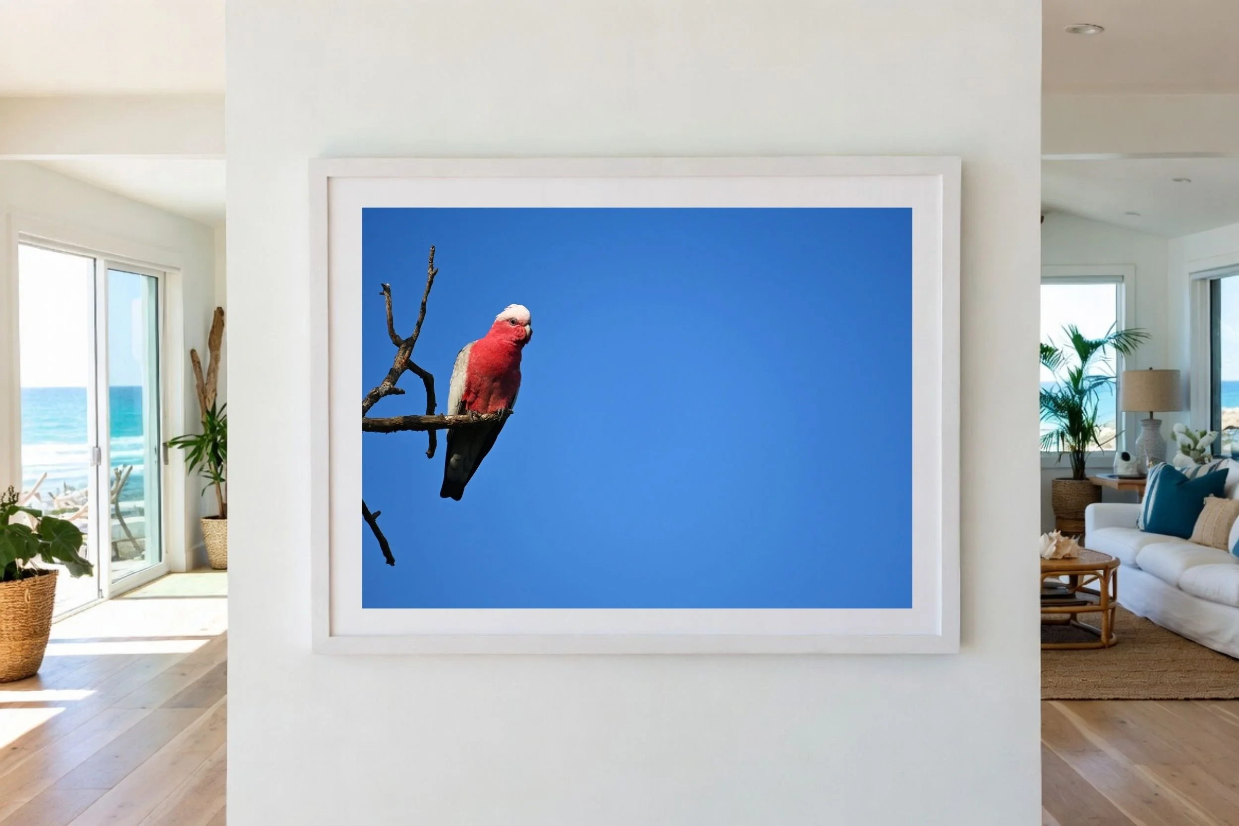 Striking Australian Galah photograph featuring vibrant pink tones against a deep blue sky.