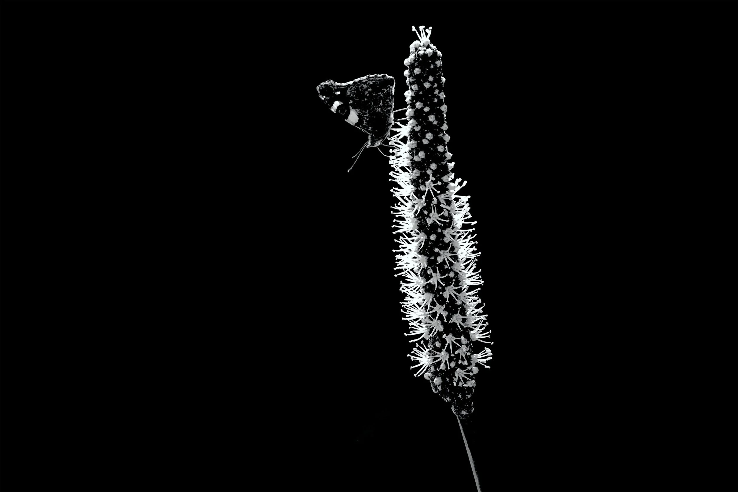 Admiral Butterfly on The Grass Spike