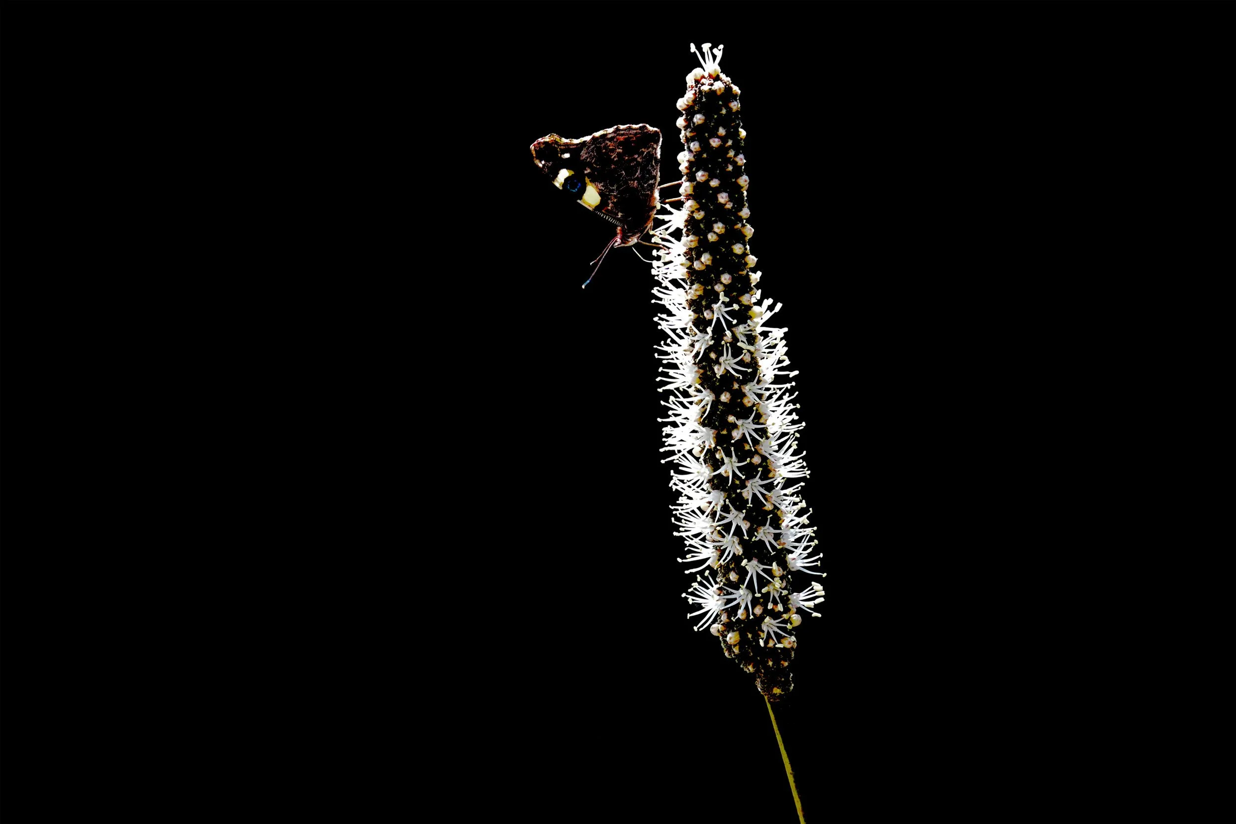 The Butterfly