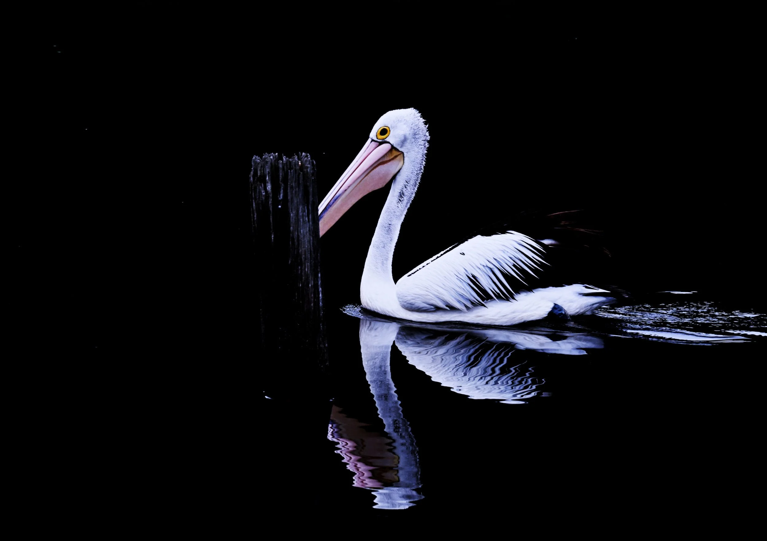 A white pelican floating on dark water, with its reflection visible and a weathered wooden post nearby.