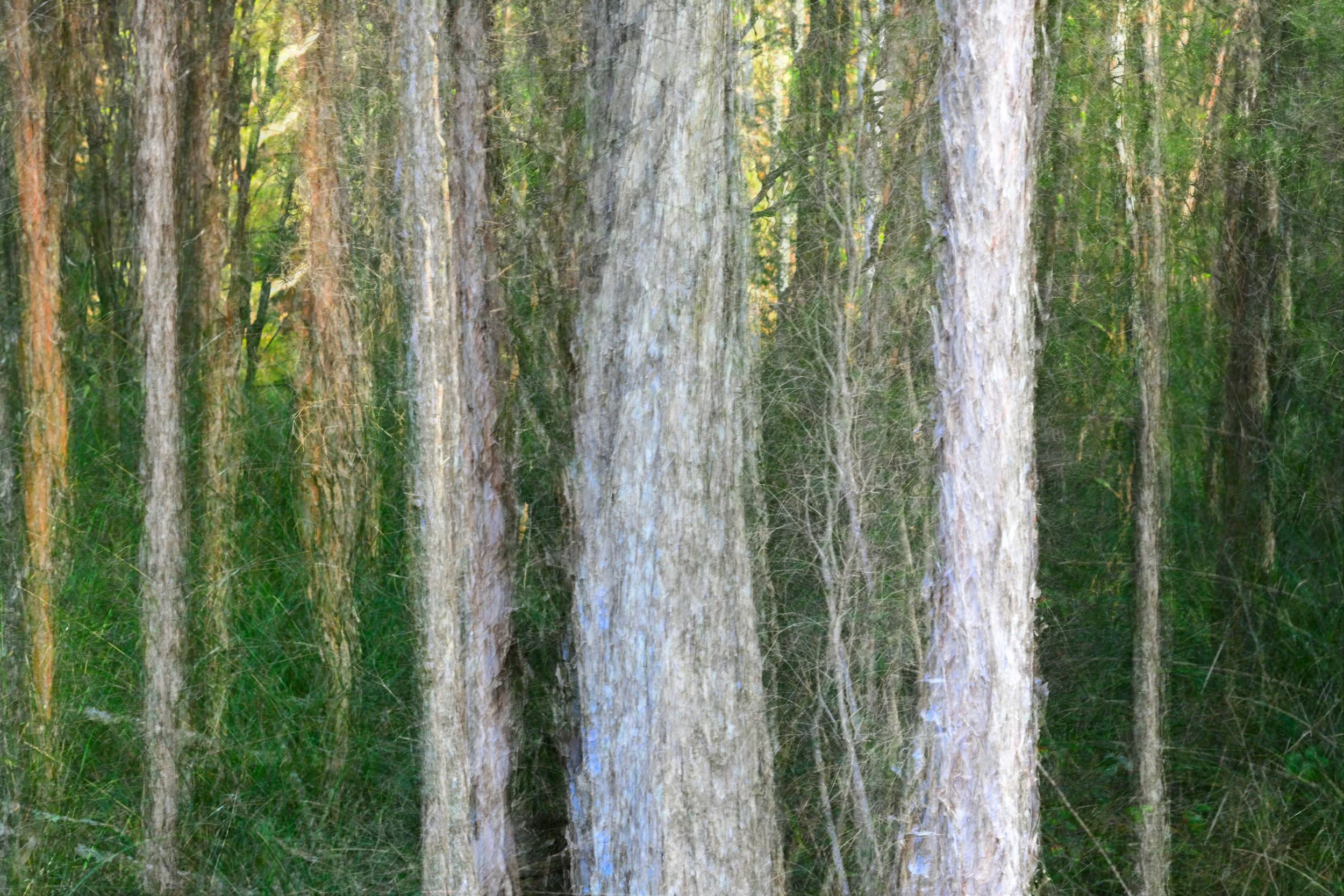 Paper Bark Echoes