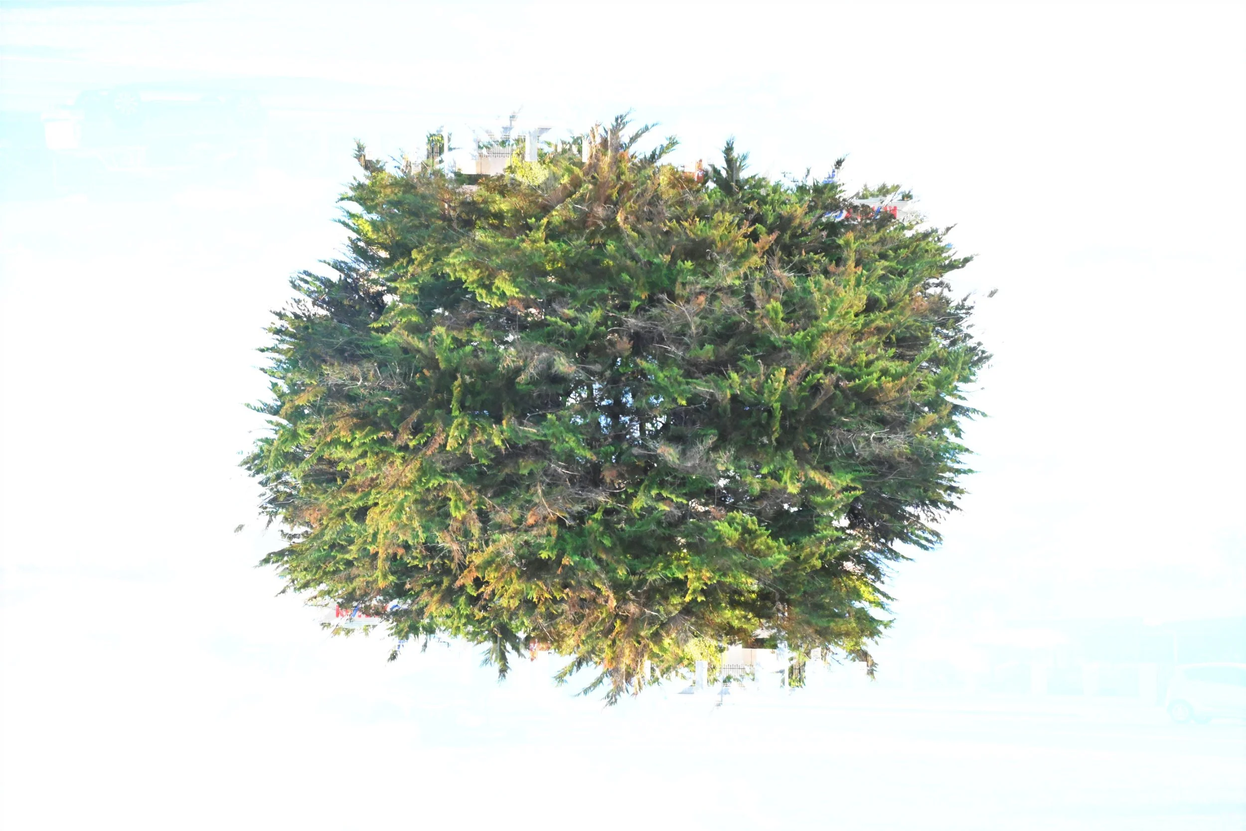 The Fir Tree