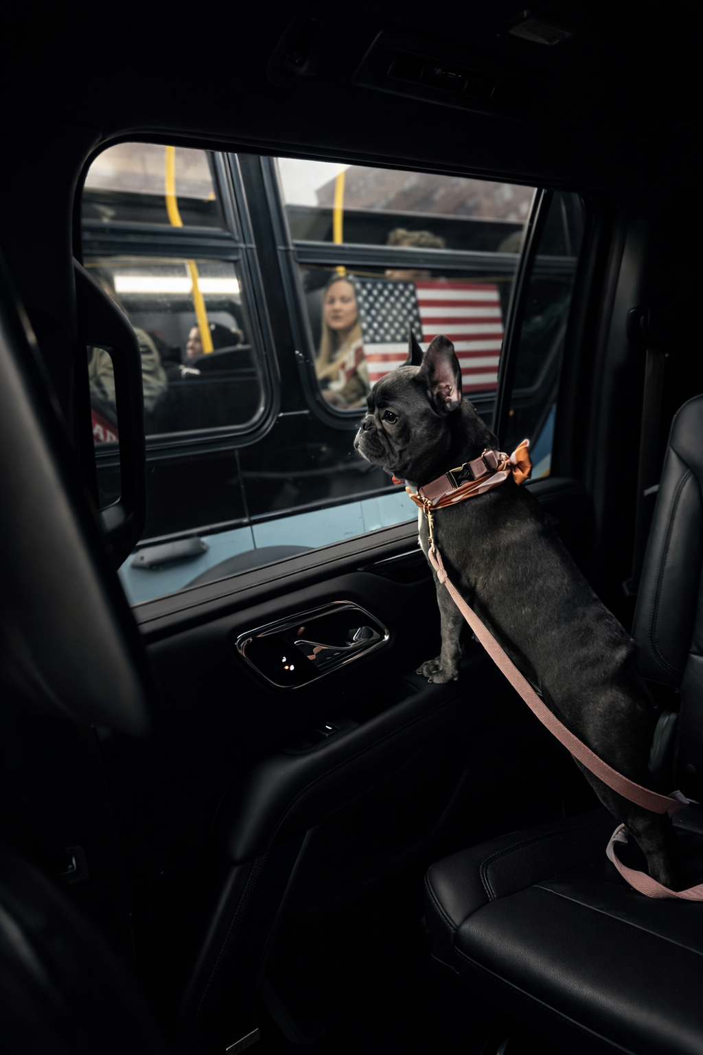 A small black dog with a pink collar and leash sitting on the backseat of a vehicle, looking out the window at a bus with an American flag and American flag-themed artwork, with a woman visible on the other side of the bus.
