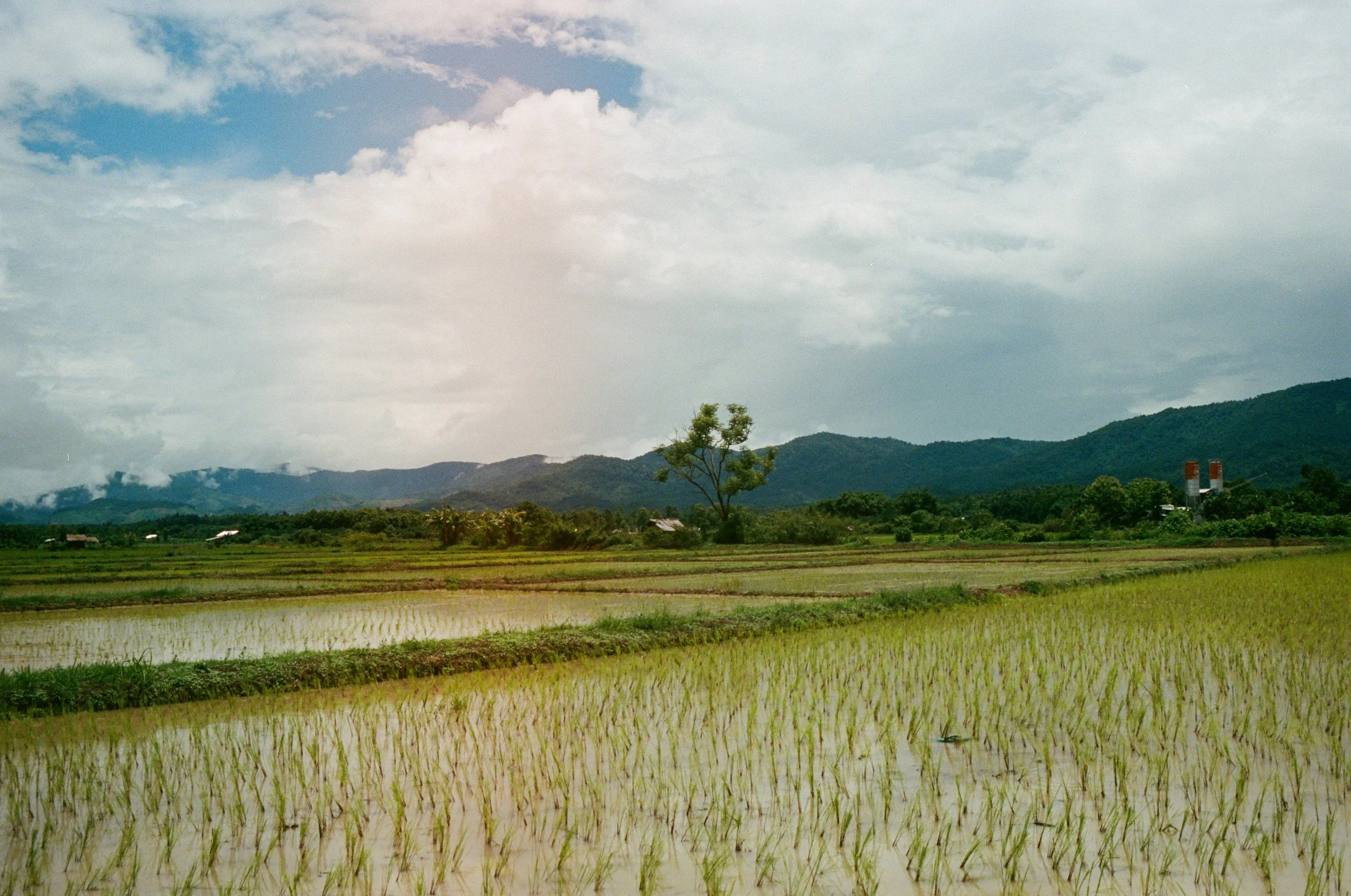 Rice paddies with young rice plants growing in flooded fields, with green hills and a cloudy sky in the background.
