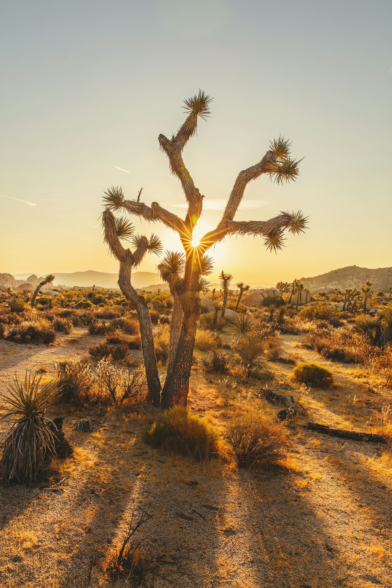 A desert landscape at sunset with a Joshua tree in the foreground and mountains in the background.