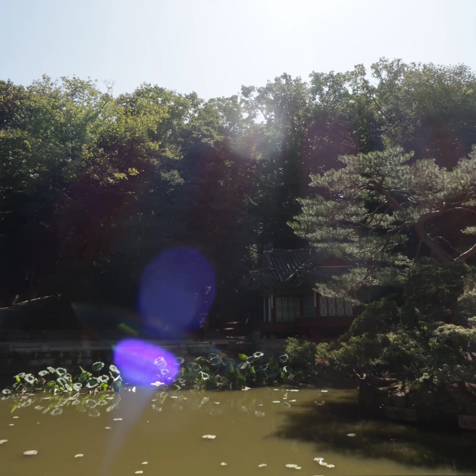 A traditional Asian-style building surrounded by lush trees and a pond with lily pads, with sunlight creating lens flare effects.