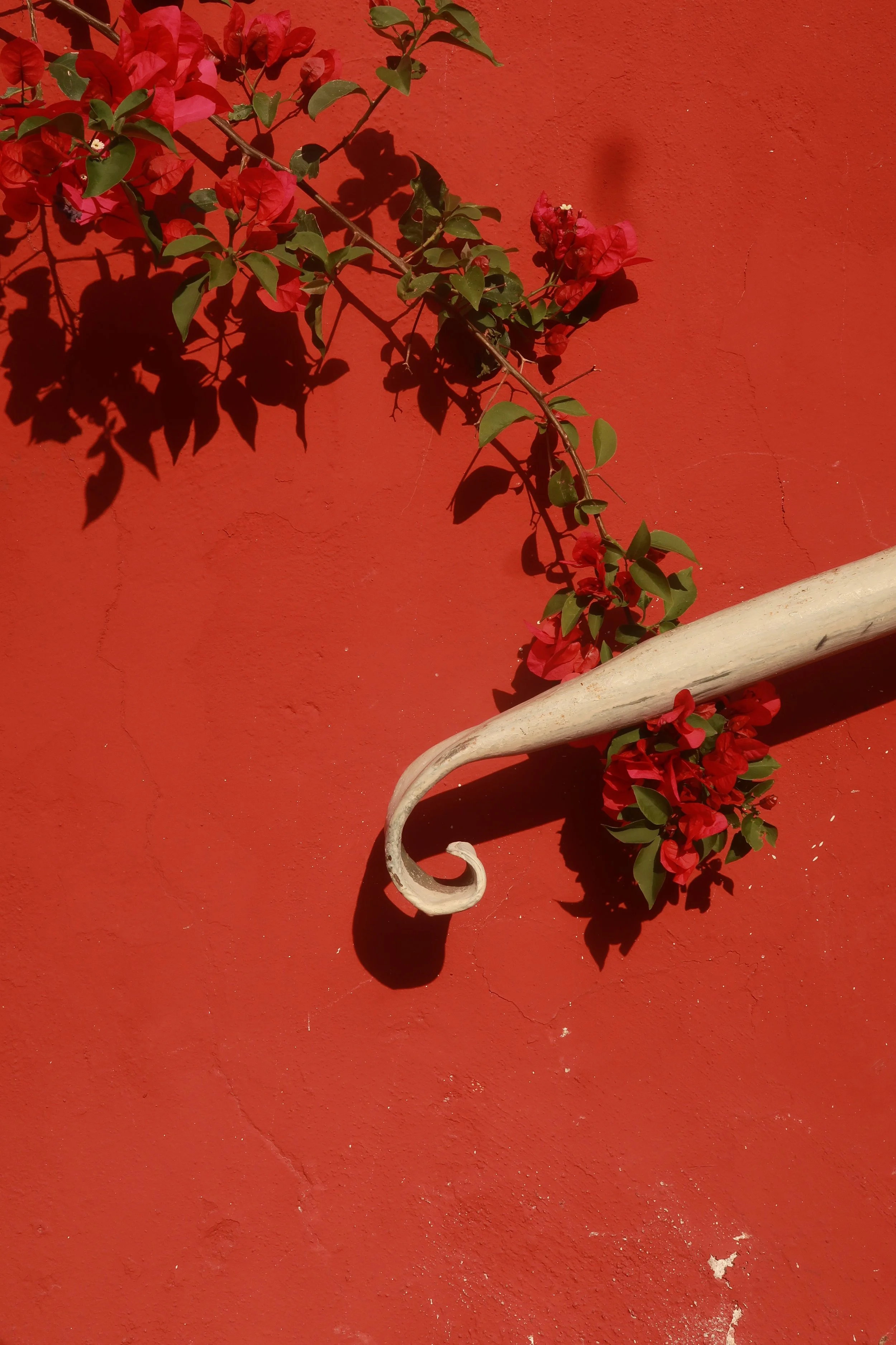 Red wall with green and red flowering vine and a white decorative metal railing.