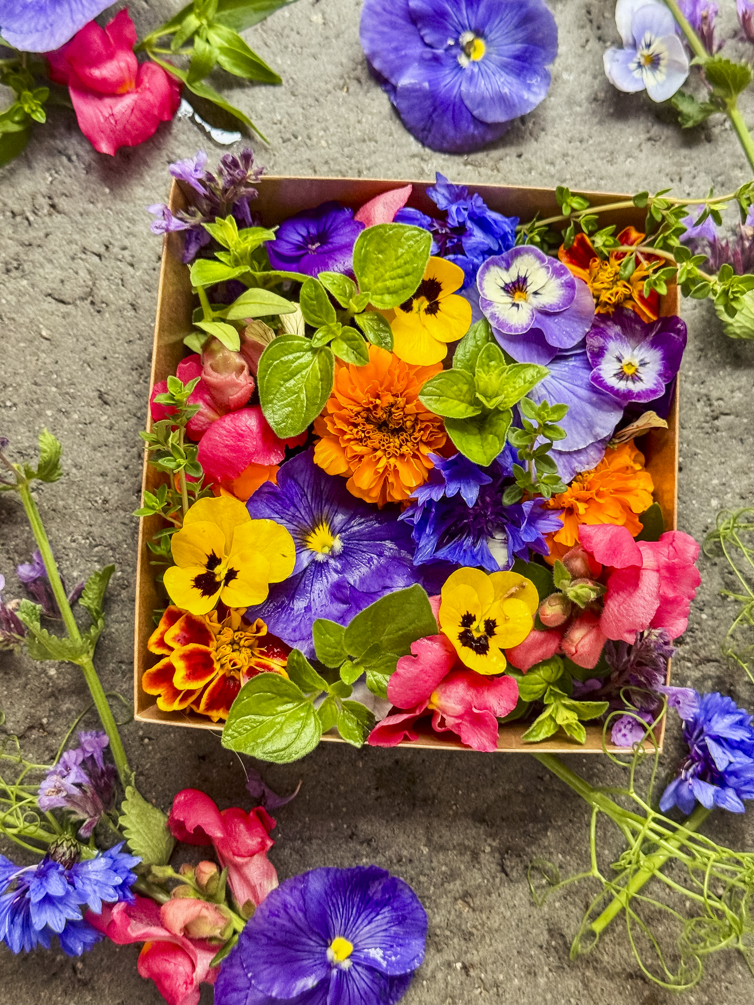 bloom country-22.png