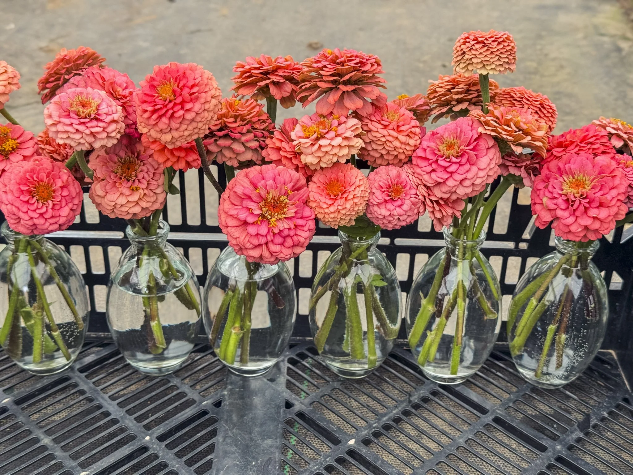 Multiple pink and orange zinnia flowers in small glass vases arranged on a black plastic table.