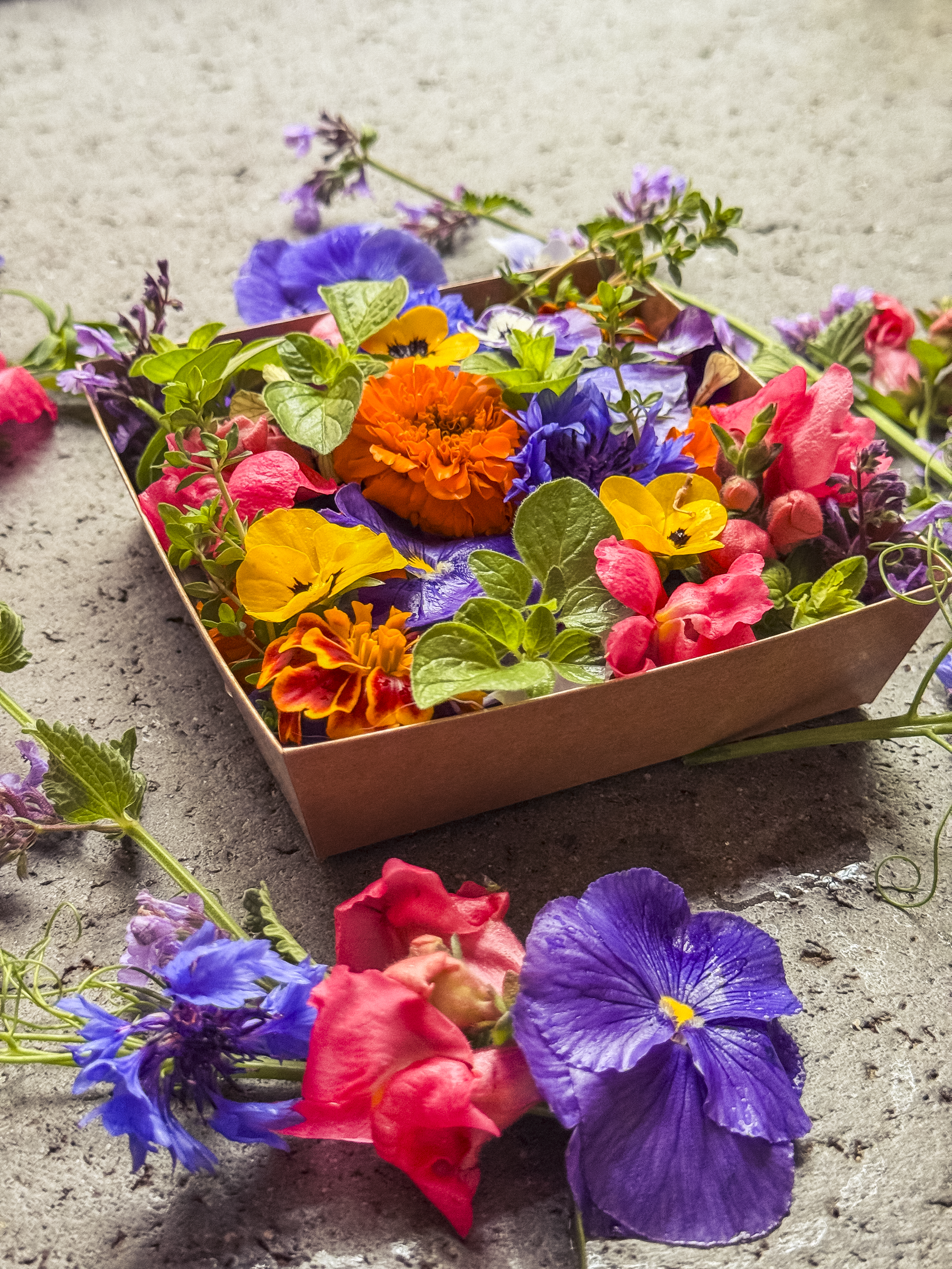 bloom country-23.png