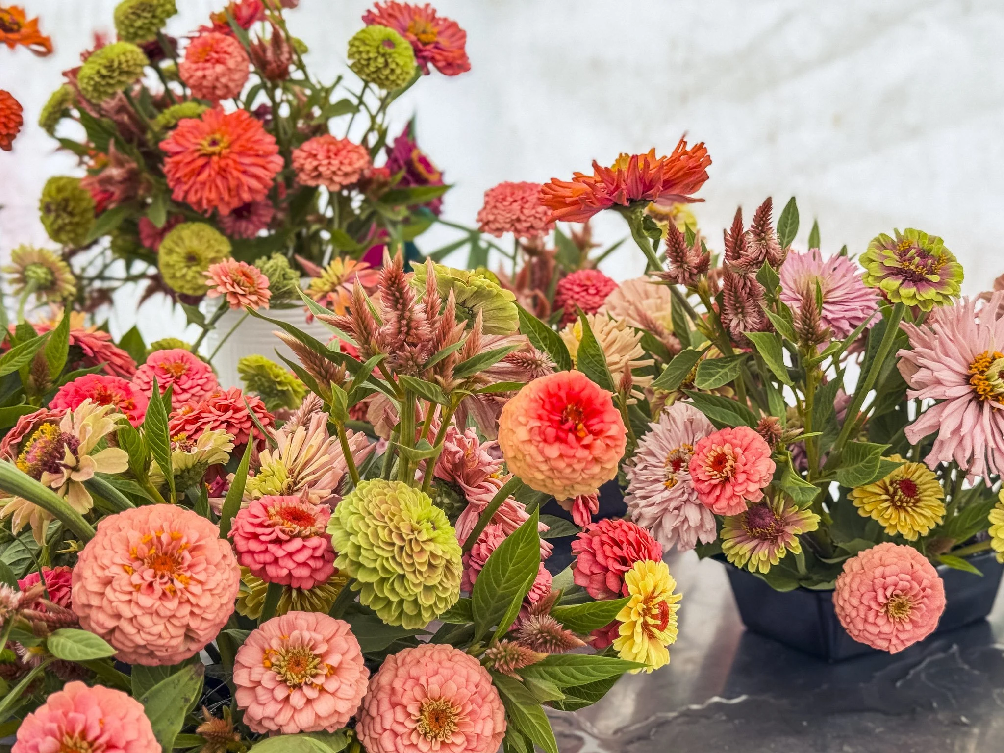 A vibrant display of various colorful flowers, mainly zinnias, with green leaves, arranged in a bouquet or display.