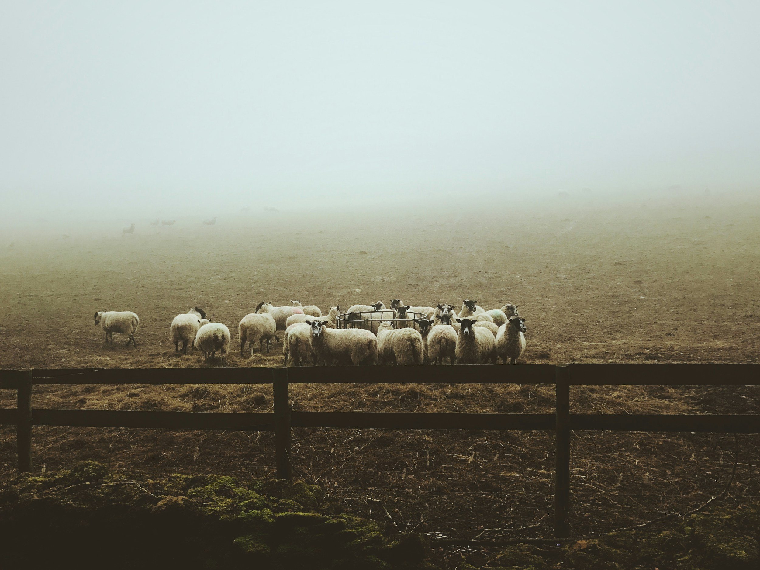 A fenced area on a farm with a flock of sheep and goats, some grazing, foggy atmosphere, and a blurred background.
