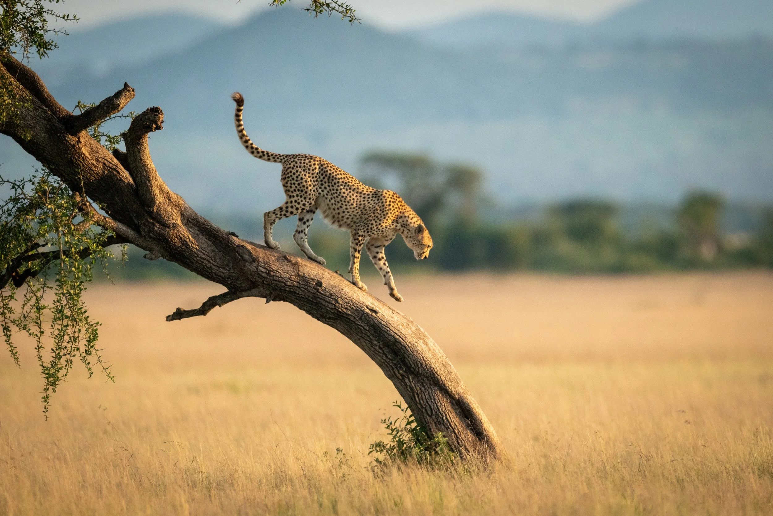 A cheetah walking along a tree branch in a savannah landscape.