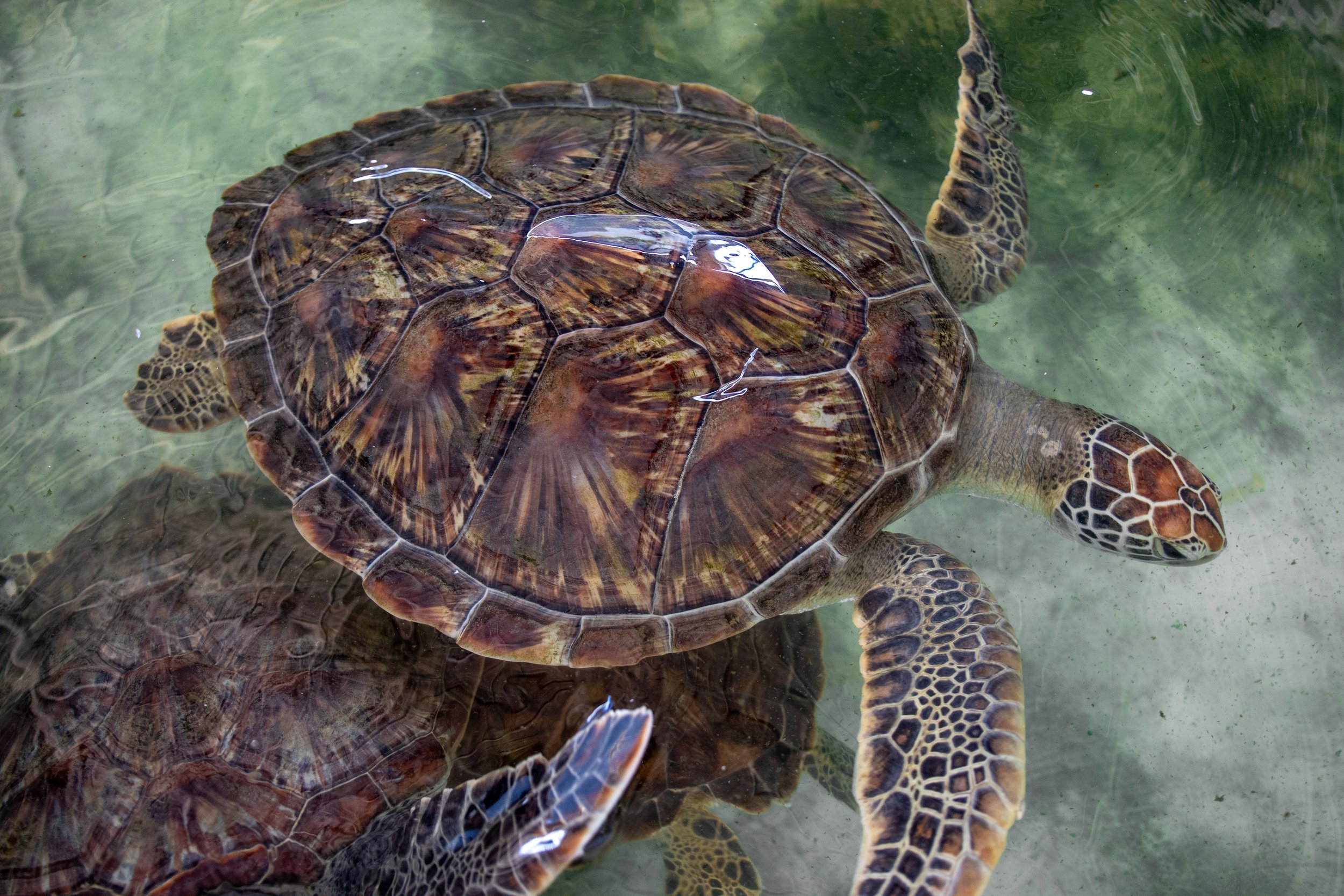 A turtle swimming underwater with detailed patterned shell and head visible.