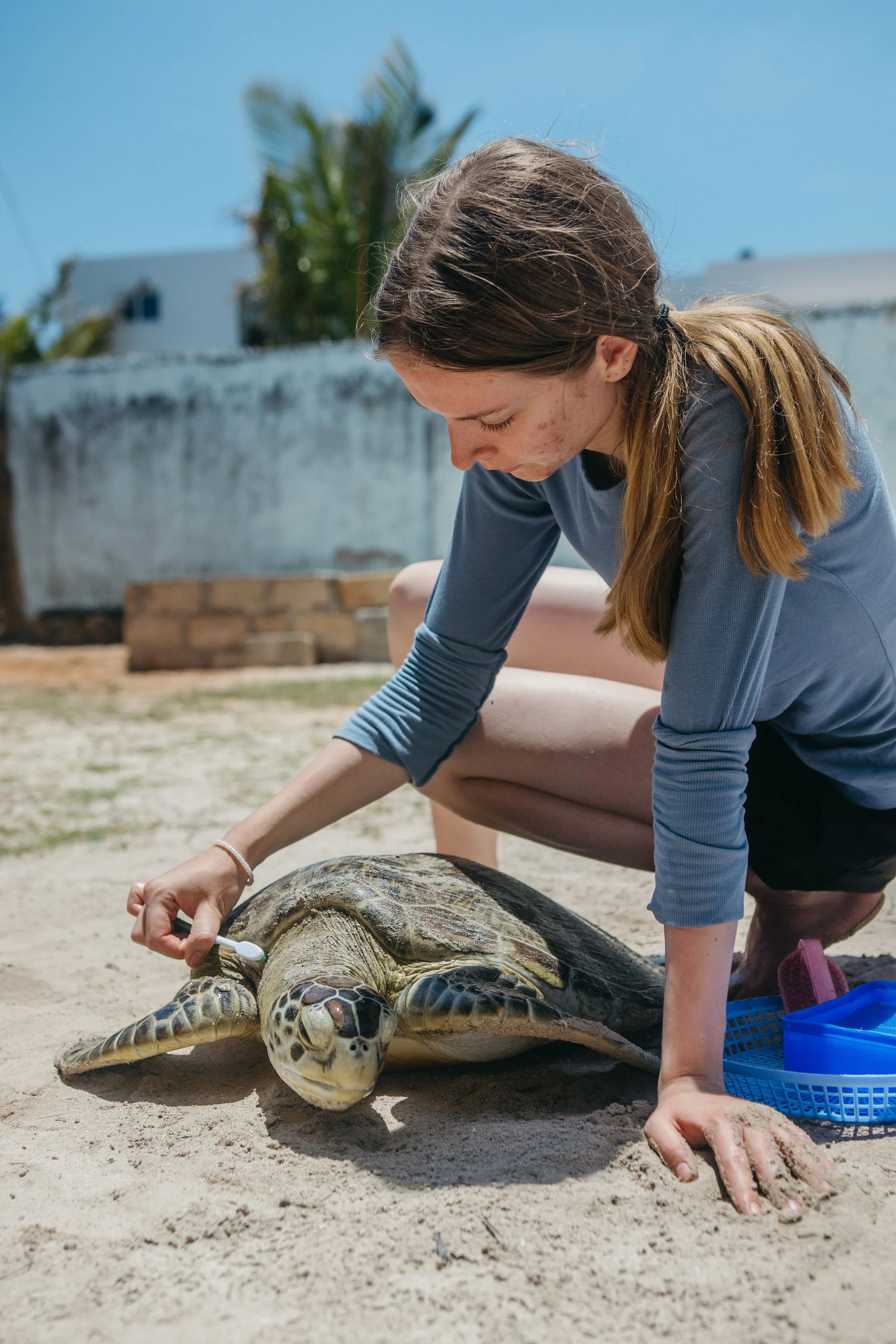 Young woman kneeling on sandy ground, brushing a large sea turtle with a toothbrush. She is outdoors under a clear blue sky, with a blurred background of trees and a building.