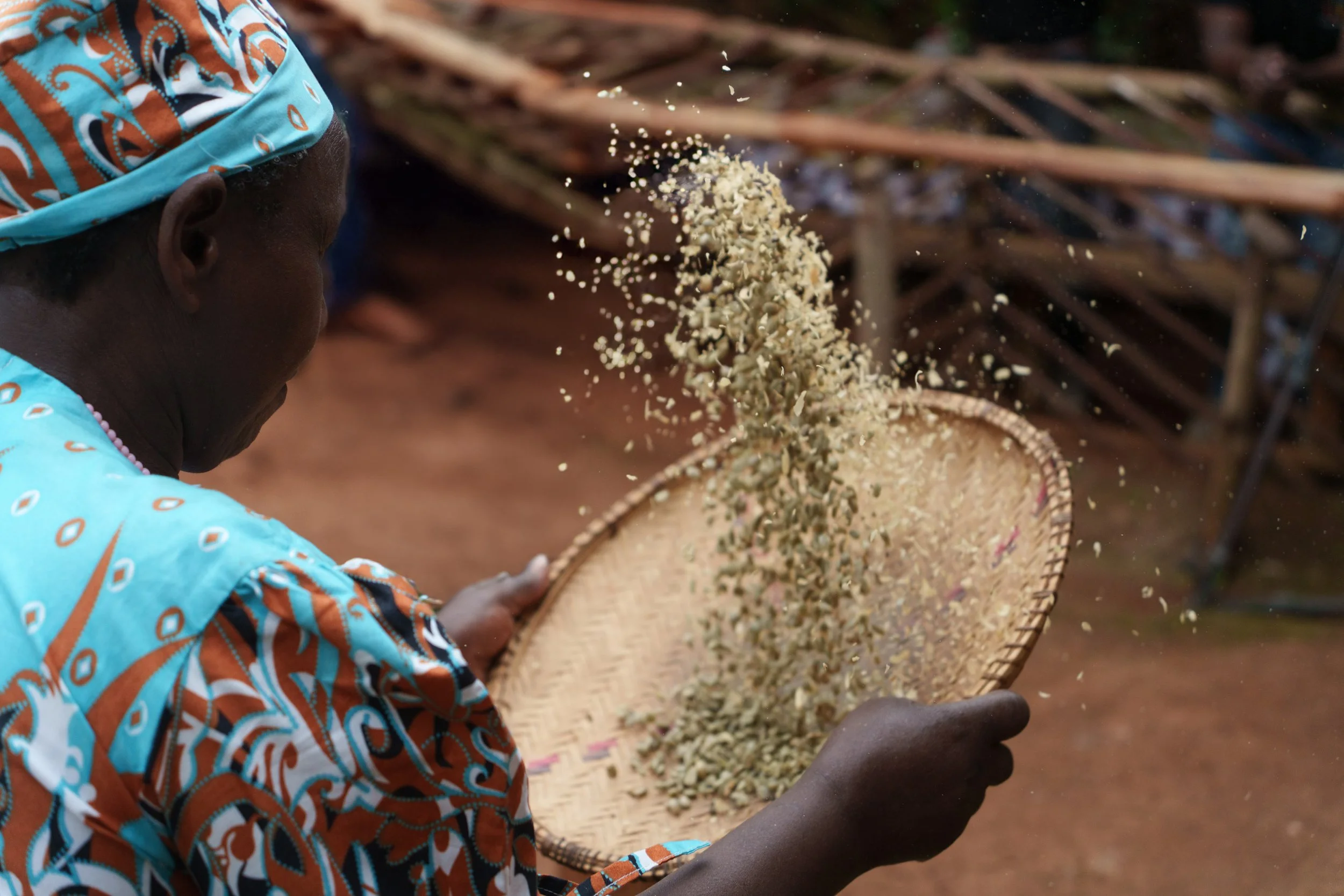 A person wearing vibrant, patterned clothing and a headscarf is throwing crushed plant material into the air, with a large woven basket in front of them, outdoors with a background of foliage.