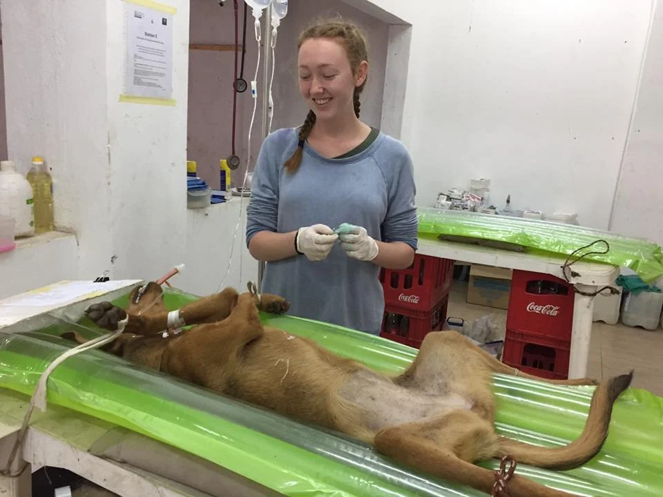A young woman wearing gloves tending to an unconscious puppy lying on a green medical table in a veterinary clinic.