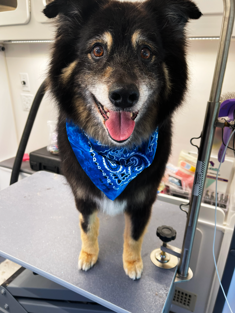 Happy dog with a blue bandana sitting on a grooming table in a grooming van.