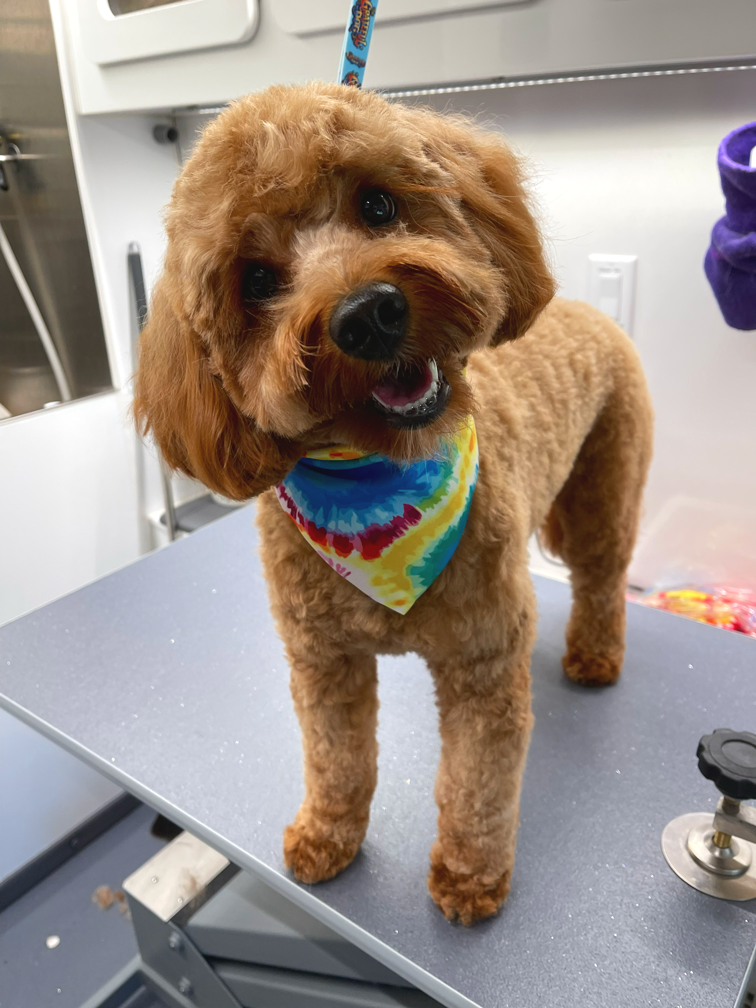 A small brown poodle dog with fluffy fur standing on a grooming table, wearing a colorful tie-dye bandana around its neck, smiling with an open mouth and looking at the camera.