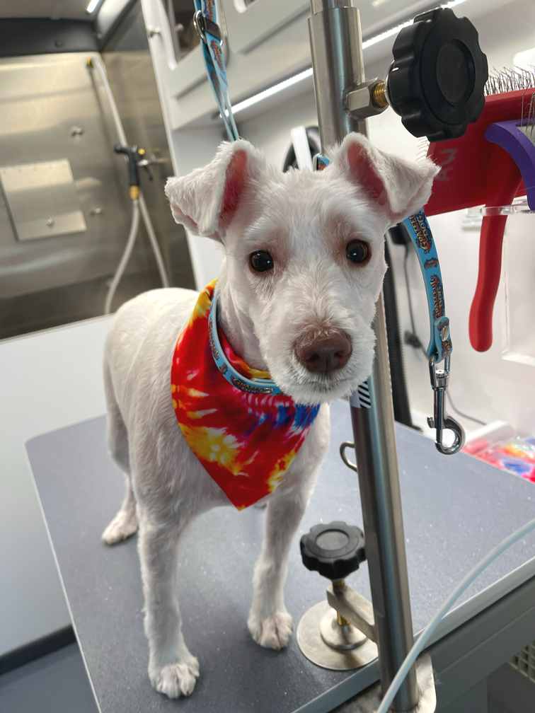 A small white dog with a red, yellow, and blue tie-dye bandana around its neck, standing on grooming table.