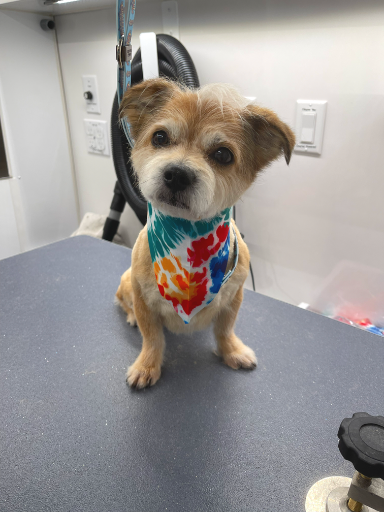 A small dog with brown and white fur sitting on a grooming table, wearing a colorful bandana with red, blue, orange, and yellow patterns.