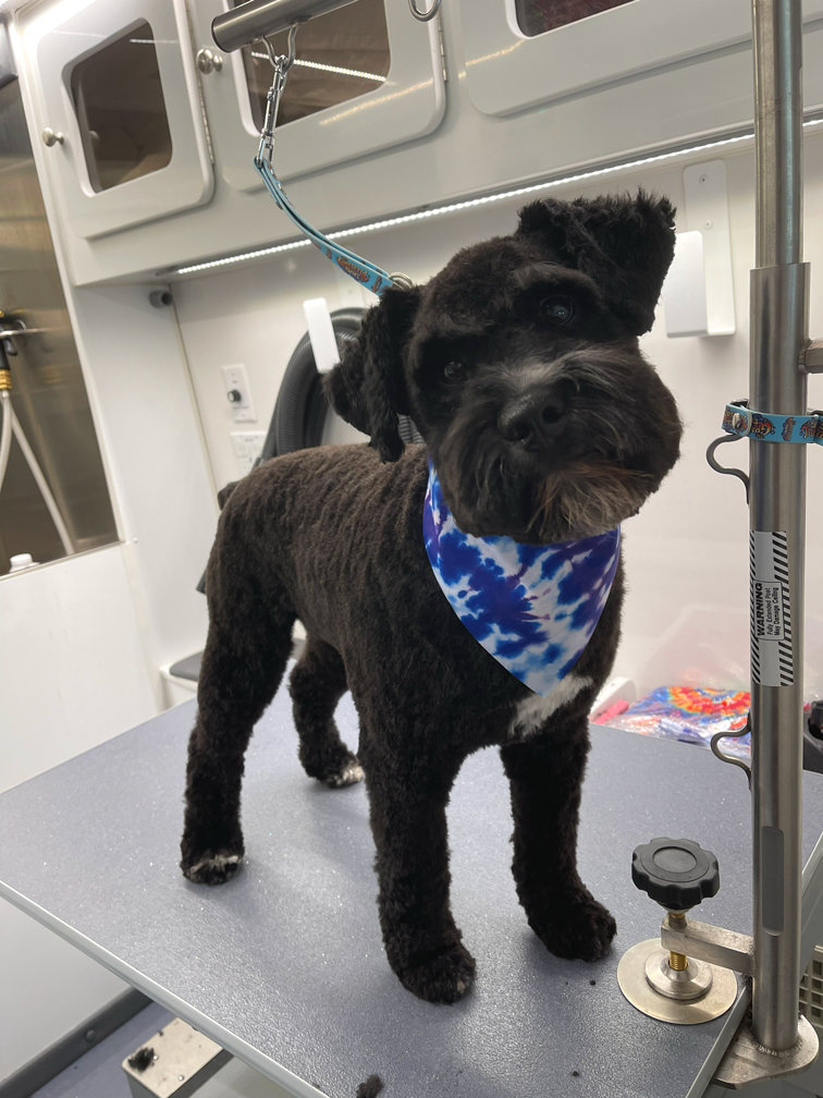 Small black dog with a blue tie-dye bandana on a grooming table in a pet grooming van.