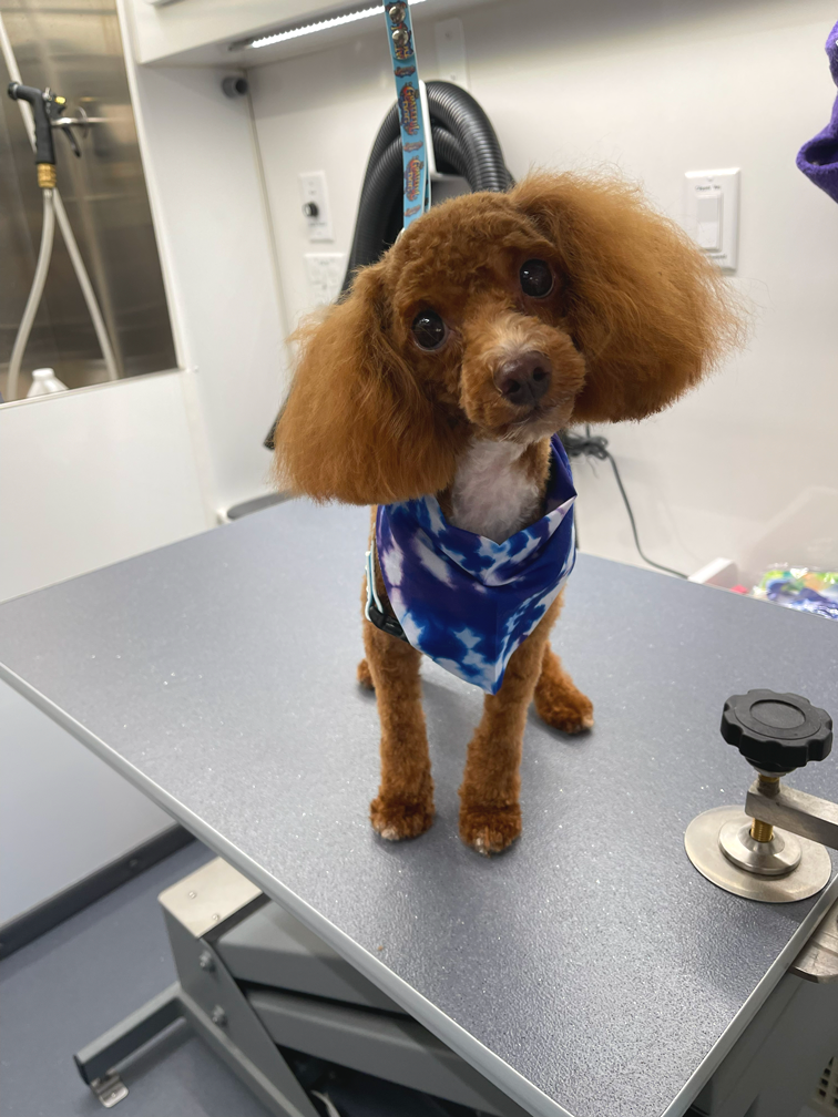 A brown poodle standing on a grooming table with a blue bandana around its neck, looking at the camera in a grooming van.