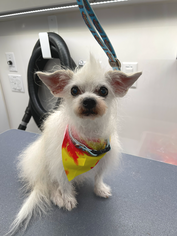 A small white dog wearing a colorful bandana, sitting on a grooming table in a grooming van. The dog has large ears and dark eyes. Ears kind of looks like Yoda's ears.