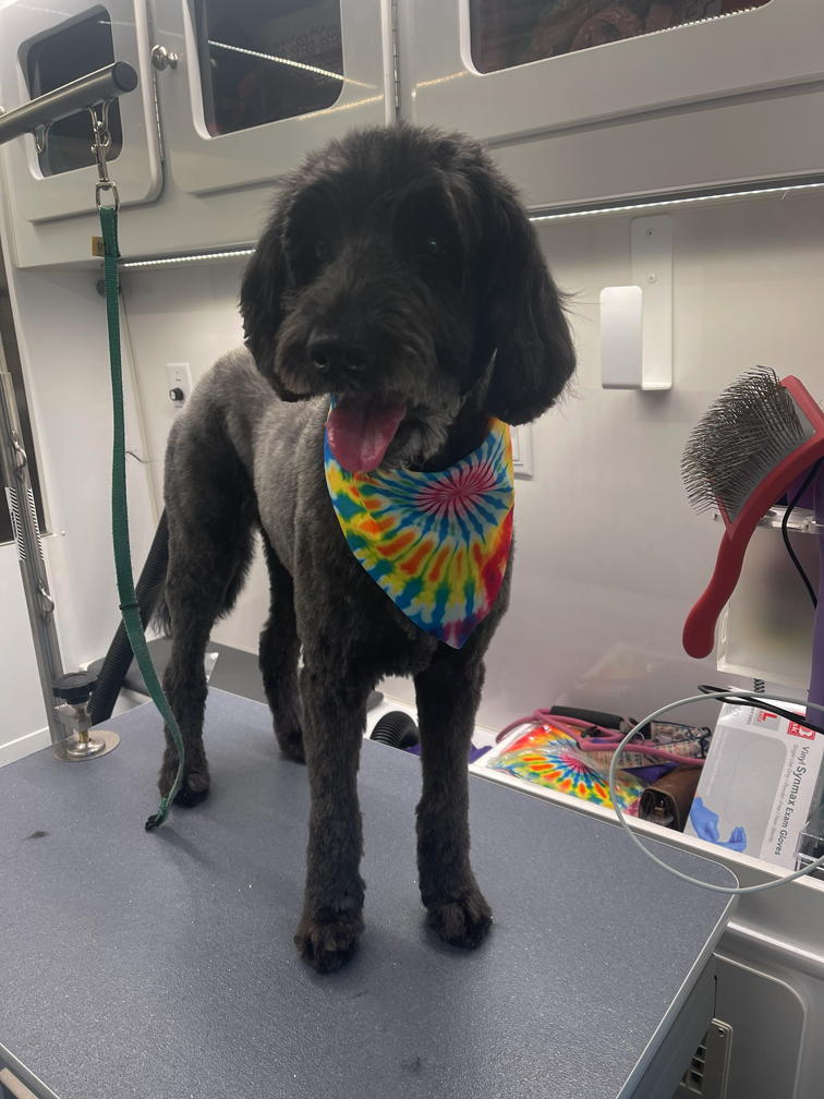 A black and gray Labradoodle with a colorful tie-dye bandana standing on a grooming table inside a grooming van.