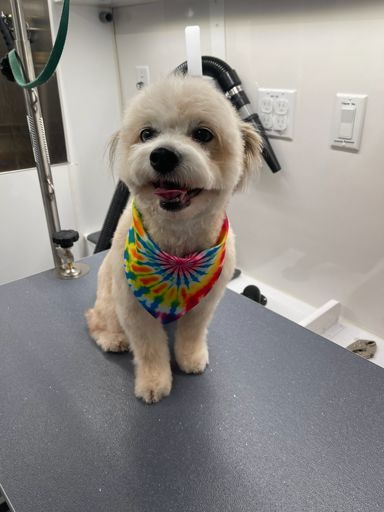 A small dog with a colorful tie-dye bandana sitting on a gray grooming table in a pet grooming van.