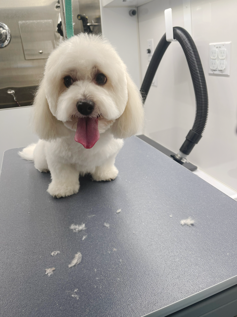 White fluffy dog on grooming table with fur clippings around it, on a grooming table.