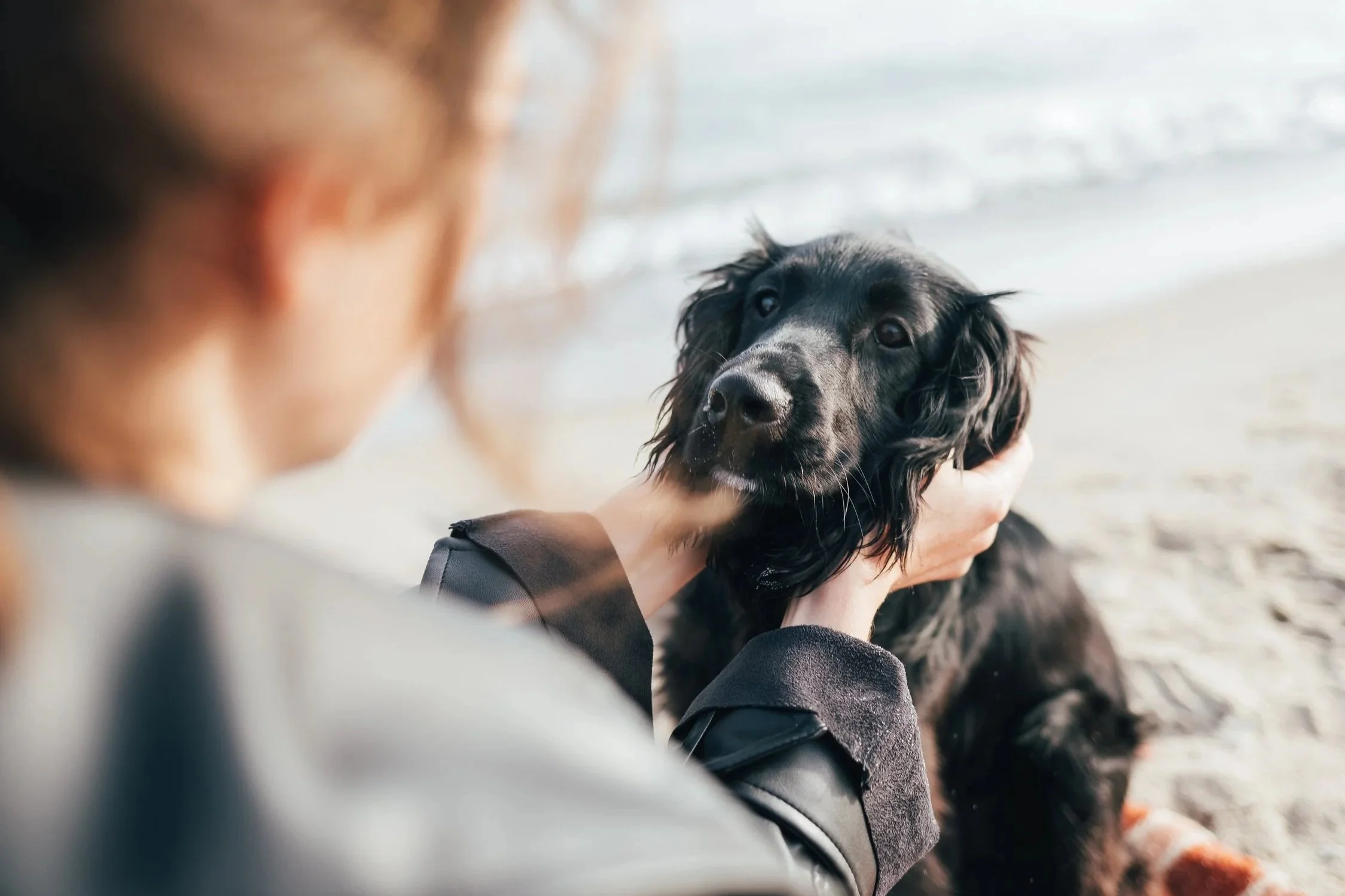A person holding a black and tan dog with floppy ears and wet fur on a beach.