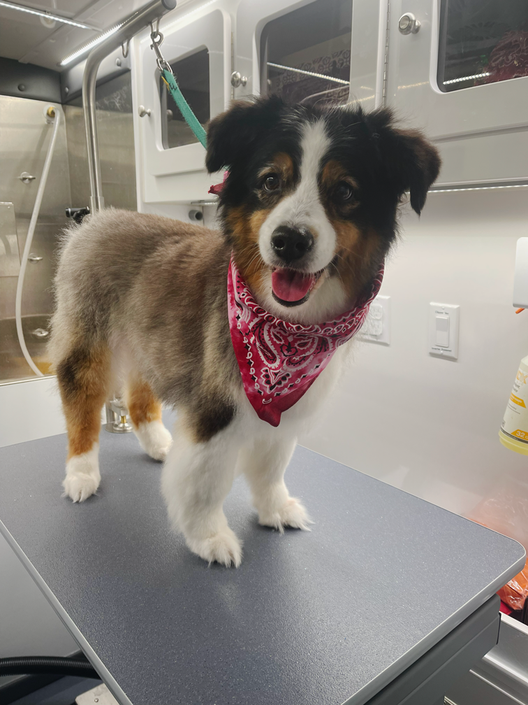 A happy Australian Shepherd puppy with a red bandana standing on a grooming table in a pet grooming facility.