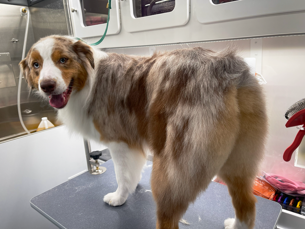 A dog with a blue eye and a brown and white coat standing on a grooming table.