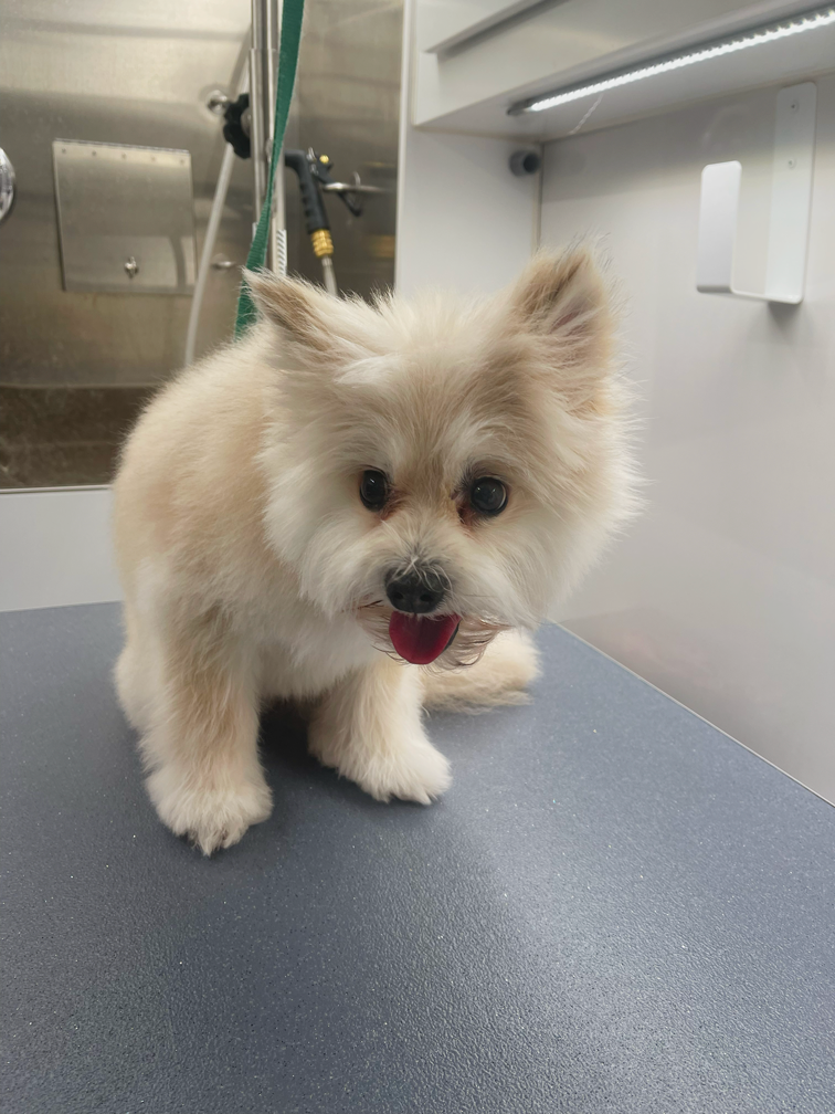 A small fluffy dog with light colored fur on a grooming table, looking at the camera with its tongue out.