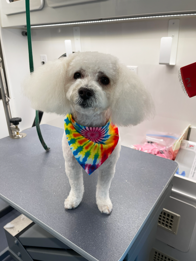 A Bichon Frise with fluffy ears wearing a colorful tie-dye bandana standing on a grooming table.