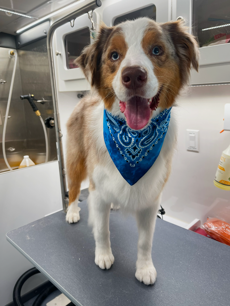 A happy Australian Shepherd dog with blue eyes, wearing a blue bandana, standing on a grooming table in a grooming station.