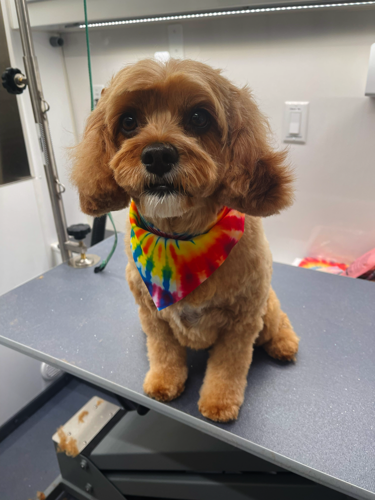 A small Cavapoo, brown dog with curly fur, wearing a colorful tie-dye bandana, sitting on a grooming table in a pet grooming van.