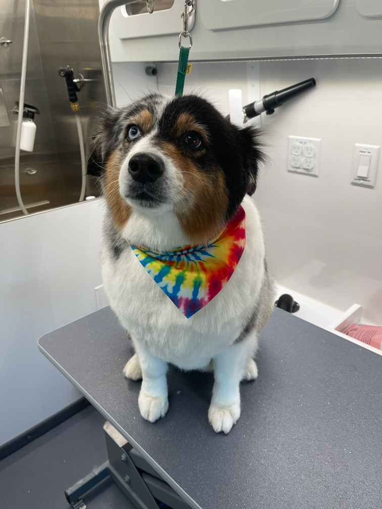 An Australian Shepherd dog with heterochromatic eyes, wearing a colorful tie-dye bandana, sitting on a grooming table in a pet grooming van.