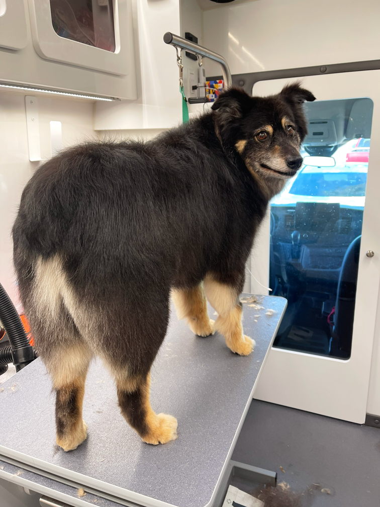 An Australian Shepherd l black and tan dog with fluffy fur stands on a grooming table inside a grooming van.