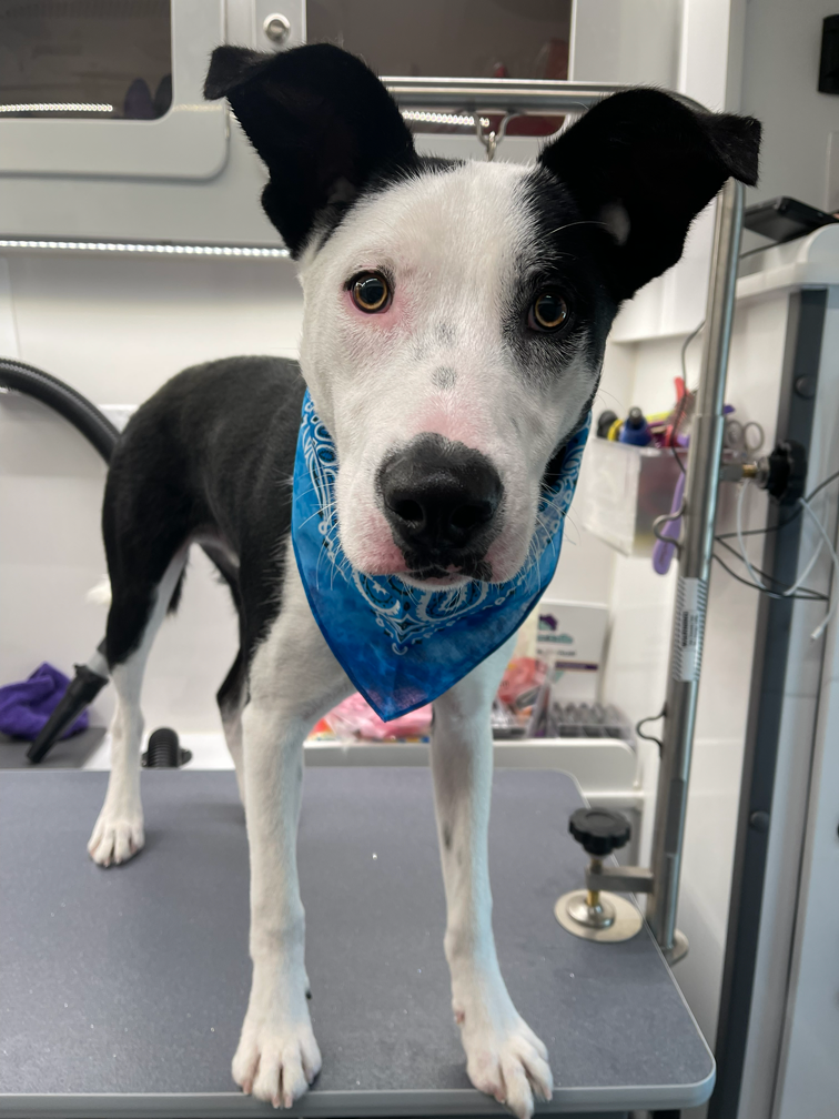 A Pitbull mix black and white dog with one eye pink and one brown, wearing a blue bandana, standing on a grooming table.