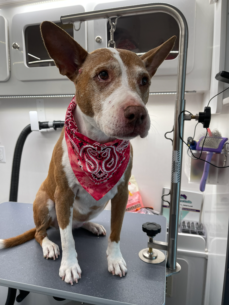 A brown and white dog wearing a red bandana sitting on a grooming table in a veterinary clinic.