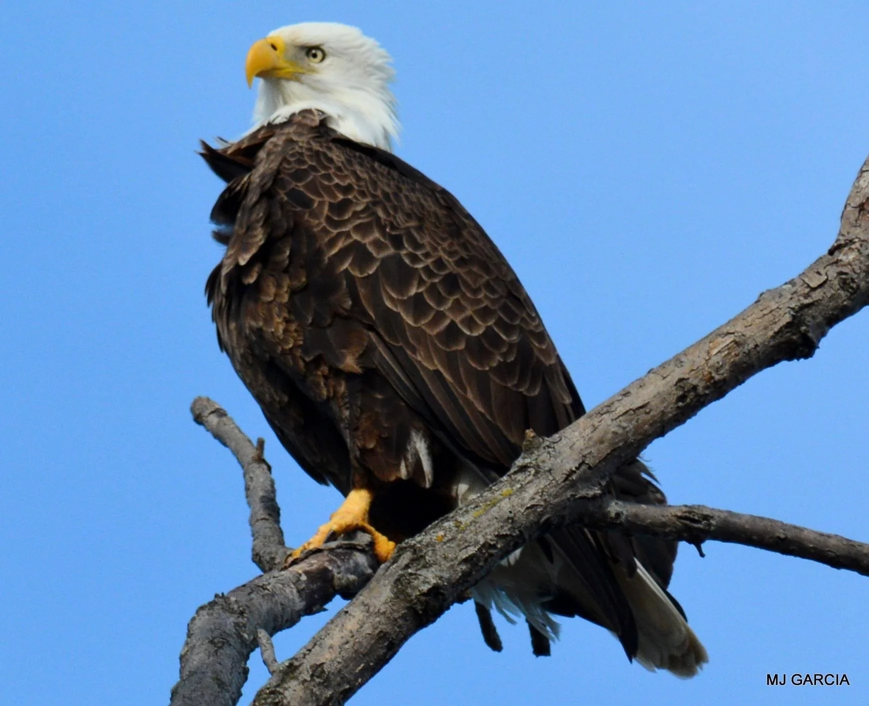 Perches and portraits · 49

A white-headed eagle perches on an angled branch against blue sky.

Capture date unconfirmed. Exact site pending confirmation.
