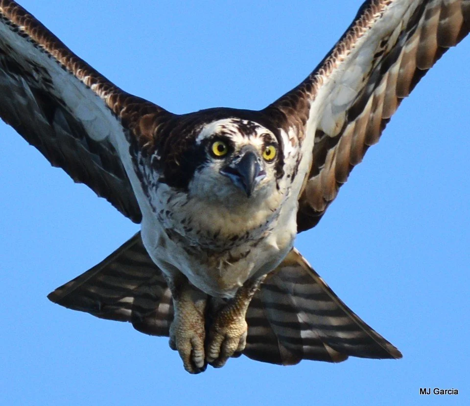 Osprey — Head-on flight

An osprey faces the camera in flight, with raised wings and yellow eyes.

A dark eye stripe and pale underparts are useful osprey identification features.

Photography © Michael Garcia | Used with permission